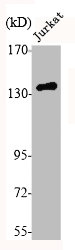 CDH2 Polyclonal Antibody - image 3
