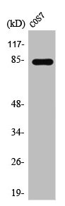 Western Blot analysis of RAT-MUSCLE cells using Stat1 Polyclonal Antibody