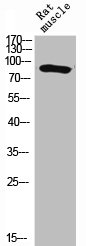 STAT1 Polyclonal Antibody - image 3