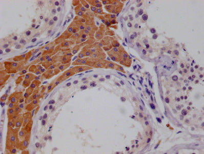MCM9 Monoclonal Antibody - image 2