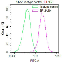 Phospho-Histone H3 (Ser28) Monoclonal Antibody - image 3