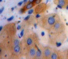Angiopoietin Like Protein 8 (ANGPTL8) Polyclonal Antibody - image 3