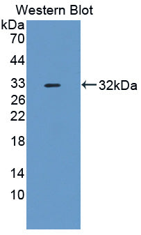 Methyltransferase Like Protein 21C (METTL21C) Polyclonal Antibody - image 2