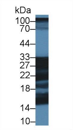 Shisa Homolog 4 (SHISA4) Polyclonal Antibody - image 2