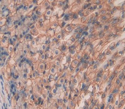 Shisa Homolog 4 (SHISA4) Polyclonal Antibody - image 4