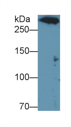 Dynein Heavy Chain Domain Containing Protein 1 (DNHD1) Polyclonal Antibody - image 2