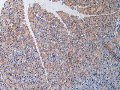 DAB staining on IHC-P; Samples: Mouse Pancreas Tissue