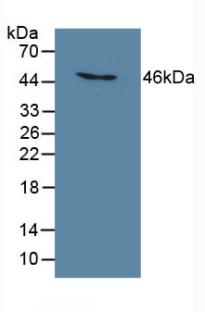 Mab21 Domain Containing Protein 1 (MB21D1) Polyclonal Antibody - image 2
