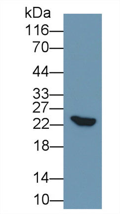 Mab21 Domain Containing Protein 1 (MB21D1) Polyclonal Antibody - image 2