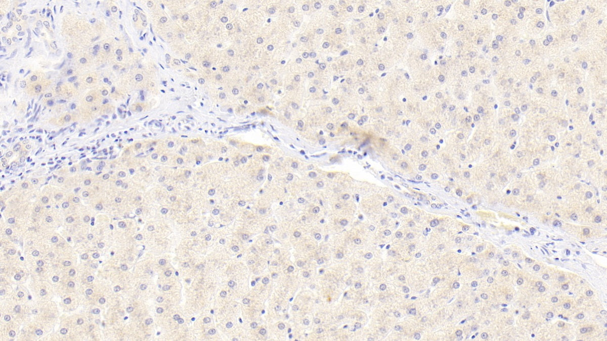 Mab21 Domain Containing Protein 1 (MB21D1) Polyclonal Antibody - image 4