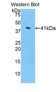 Histone Cluster 1, H2ah (HIST1H2AH) Polyclonal Antibody - image 2