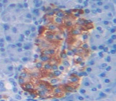 Histone Cluster 1, H2ah (HIST1H2AH) Polyclonal Antibody - image 3