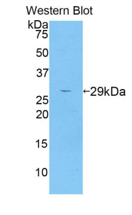 A Disintegrin And Metalloprotease 6 (ADAM6) Polyclonal Antibody - image 2