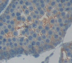 A Disintegrin And Metalloprotease 6 (ADAM6) Polyclonal Antibody - image 3