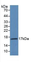 Vascular Endothelial Growth Factor 145 (VEGF145) Polyclonal Antibody - image 2
