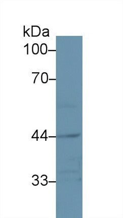 Western Blot; Sample: Recombinant protein.