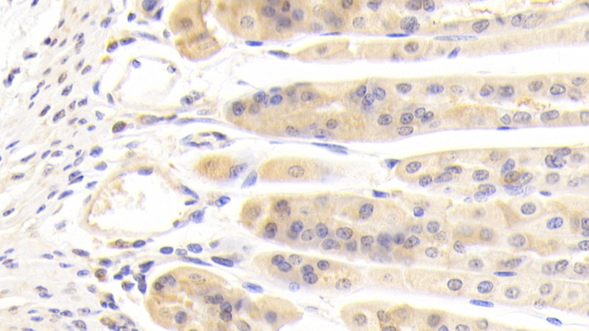 DAB staining on IHC-P. Samples: Mouse Tissue)