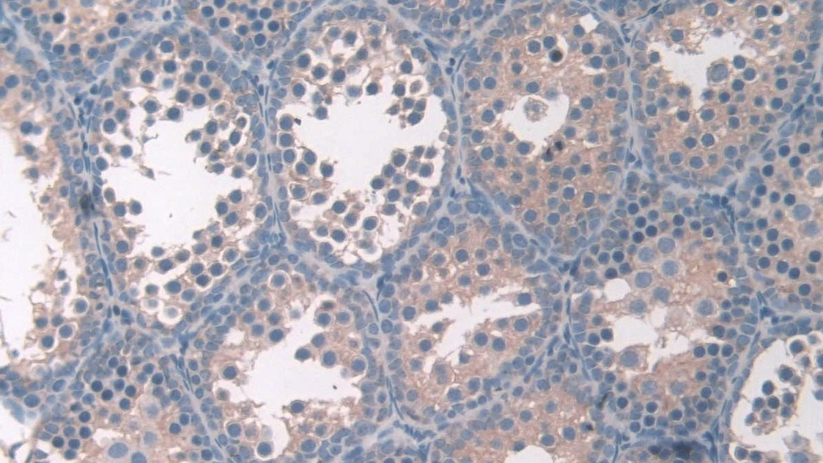 Misato Homolog 1 (MSTO1) Polyclonal Antibody - image 5