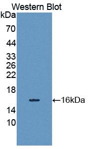Spindlin 3 (SPIN3) Polyclonal Antibody - image 2