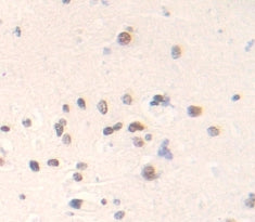 Spindlin 3 (SPIN3) Polyclonal Antibody - image 3