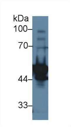 Western Blot; Sample: Recombinant protein.