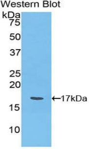 Ly1 Antibody Reactive Homolog (LYAR) Polyclonal Antibody - image 3