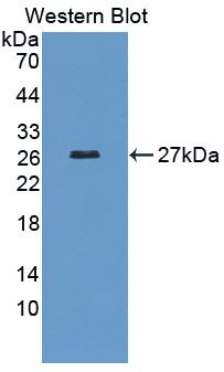 ADP Ribosylation Factor Like Protein 15 (ARL15) Polyclonal Antibody - image 2