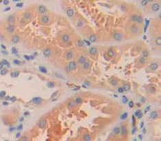 ADP Ribosylation Factor Like Protein 15 (ARL15) Polyclonal Antibody - image 3