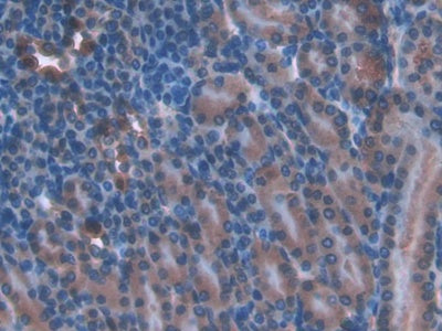 Torsin A Interacting Protein 2 (TOR1AIP2) Polyclonal Antibody - image 4