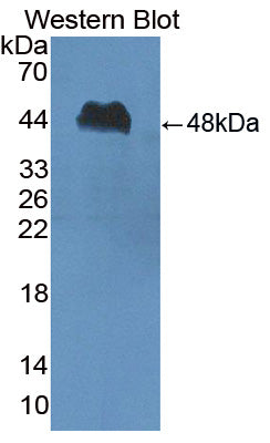 Peptidase Inhibitor 16 (PI16) Polyclonal Antibody - image 2