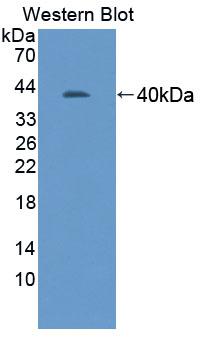 Adhesion Molecule With Ig Like Domain Protein 1 (AMIGO1) Polyclonal Antibody - image 2