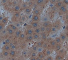 Adhesion Molecule With Ig Like Domain Protein 1 (AMIGO1) Polyclonal Antibody - image 3