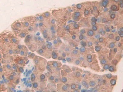 DAB staining on IHC-P; Samples: Mouse Pancreas Tissue)