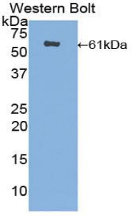 CUB And Zona Pellucida Like Domains Protein 1 (CUZD1) Polyclonal Antibody - image 2