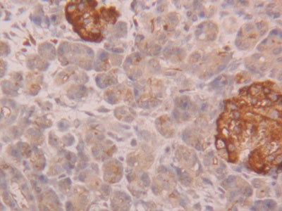 CUB And Zona Pellucida Like Domains Protein 1 (CUZD1) Polyclonal Antibody - image 4