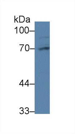Western Blot; Sample: Recombinant protein.