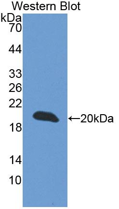DAB staining on IHC-P; Samples: Mouse Stomach Tissue