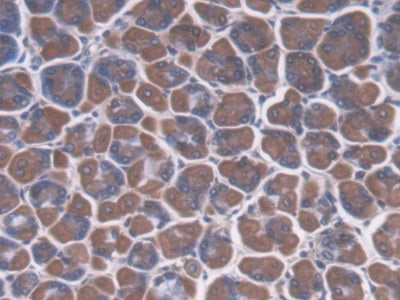 Cellular Repressor Of E1A Stimulated Genes 1 (CREG1) Polyclonal Antibody - image 4