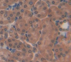 Cellular Repressor Of E1A Stimulated Genes 1 (CREG1) Polyclonal Antibody - image 5