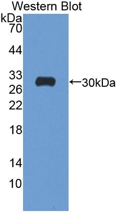 ATPase, Na+/K+ Transporting Beta 4 Polypeptide (ATP1b4) Polyclonal Antibody - image 2