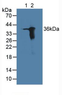 Western Blot; Sample: Human A549 cell lysate; ; Primary Ab: 3µg/ml Rabbit Anti-Human ARL1 Antibody; Second Ab: 0.2µg/mL HRP-Linked Caprine Anti-Rabbit IgG Polyclonal Antibody;