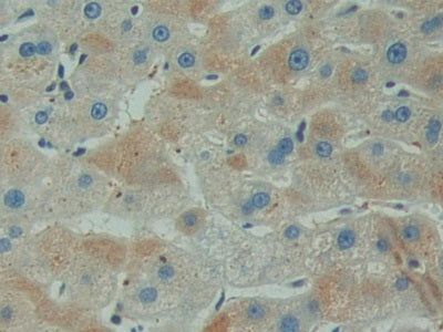 DAB staining on IHC-P; Samples: Human Stomach Tissue.