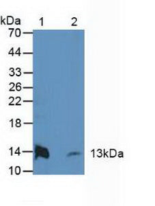 Western Blot; Sample: Recombinant CF6, Human.