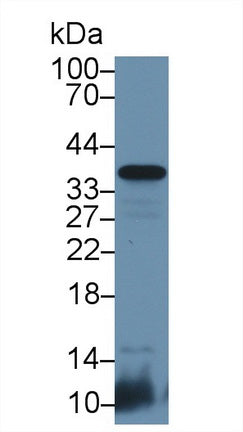 Western Blot; Sample: Recombinant protein.