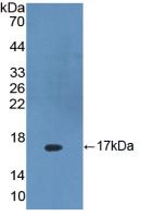 Dickkopf Related Protein 4 (DKK4) Polyclonal Antibody - image 2