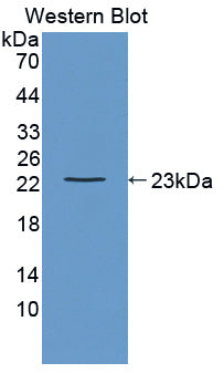 Linker For Activation Of T-Cells Family, Member 2 (LAT2) Polyclonal Antibody - image 2