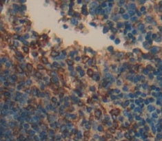 Linker For Activation Of T-Cells Family, Member 2 (LAT2) Polyclonal Antibody - image 3