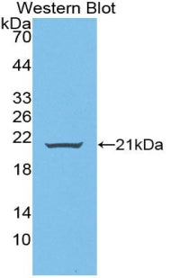 Wingless Type MMTV Integration Site Family, Member 11 (WNT11) Polyclonal Antibody - image 2