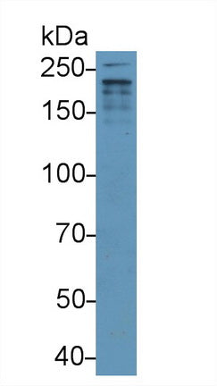 Western Blot; Sample: Recombinant protein.