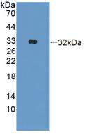 A Disintegrin And Metalloprotease 33 (ADAM33) Polyclonal Antibody - image 2
